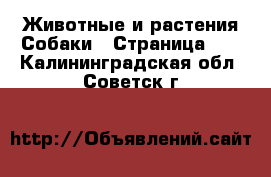 Животные и растения Собаки - Страница 10 . Калининградская обл.,Советск г.